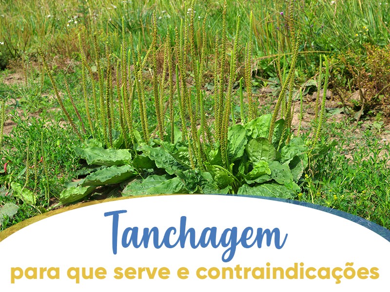 Tanchagem: para que serve e contraindicaes